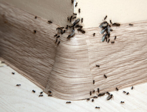 How to Get Rid of Ants in Your Home: A Helpful Guide